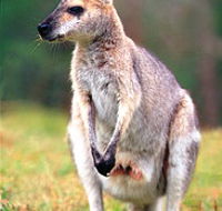 Venman Bushland National Park - Accommodation Burleigh