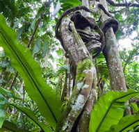 Tamborine Rainforest Skywalk - Accommodation Burleigh