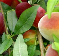 Fruit Salad Tree Company - Accommodation Burleigh