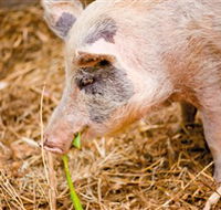 Djanbung Permaculture Gardens - Accommodation Burleigh