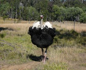 Glen Ian Ostrich And Emu Farm - Accommodation Burleigh 1