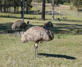 Glen Ian Ostrich And Emu Farm - Accommodation Burleigh 0
