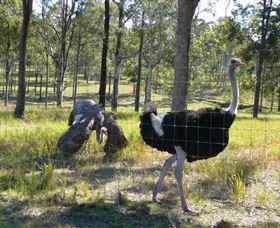 Glen Ian Ostrich And Emu Farm - Accommodation Burleigh 2