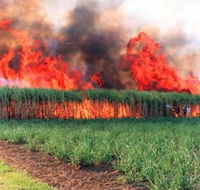Reeves Family Sugar Cane Farm - Accommodation Burleigh