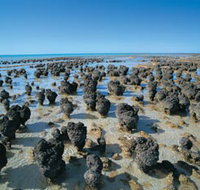 Hamelin Pool Stromatolites - Accommodation Burleigh