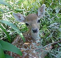 Mesopotamia Lodge Deer Park - Accommodation Burleigh