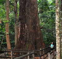 Bird Tree and Benaroon - Accommodation Burleigh