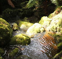 South East Forests National Park - Accommodation Burleigh