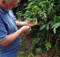 Wombah Coffee Plantation - Accommodation Burleigh