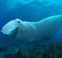 Manta Bommie Dive Site - Accommodation Burleigh