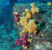Shag Rock Dive Site - Accommodation Burleigh