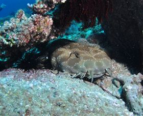 Shag Rock Dive Site - Accommodation Burleigh 3
