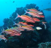 Flat Rock Dive Site - Accommodation Burleigh