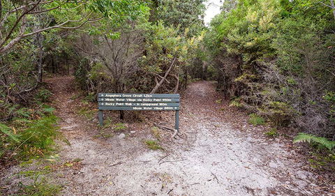 Angophora Grove Walking Track - Accommodation Burleigh 0