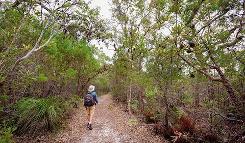 Angophora Grove Walking Track - Accommodation Burleigh 1