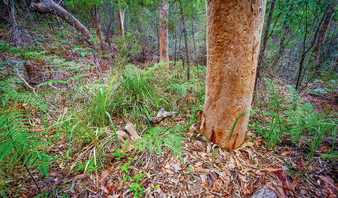 Angophora Grove Walking Track - Accommodation Burleigh 2