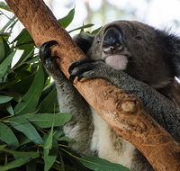 Macquarie Nature Reserve - Accommodation Burleigh