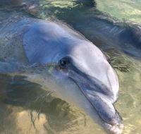 Dolphins of Monkey Mia - Accommodation Burleigh