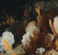 Point Hicks Marine National Park - Accommodation Burleigh