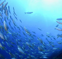 Cape Byron Marine Park - Accommodation Burleigh