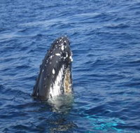 Jervis Bay Whales - Accommodation Burleigh