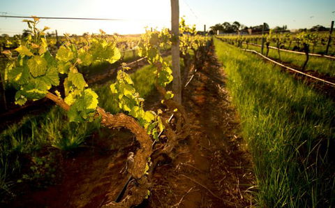 Kaesler Old Vine Vineyard Tour - Accommodation Burleigh 0