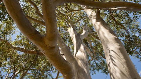 Lindsay Pryor Walk, Australian National University - Accommodation Burleigh 0