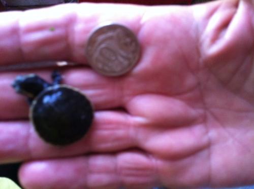 Marlow Lagoon NT Accommodation Burleigh