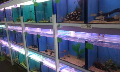 Summerland Aquarium - Accommodation Burleigh 1