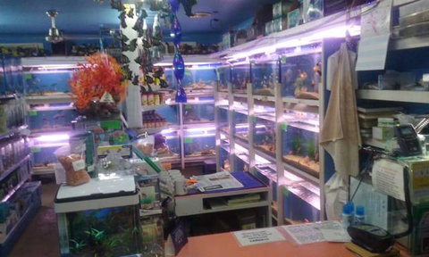 Summerland Aquarium - Accommodation Burleigh 3