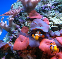 Tropical Marine Centre - Accommodation Burleigh