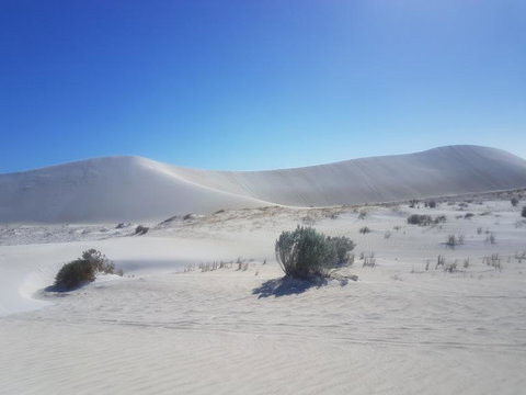 Pinnacles Desert, Koalas And Sandboarding 4WD Day Tour From Perth - Accommodation Burleigh 2