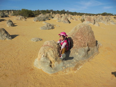 Pinnacles Desert, Koalas And Sandboarding 4WD Day Tour From Perth - Accommodation Burleigh 7