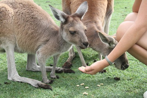 Pinnacles Desert, Koalas And Sandboarding 4WD Day Tour From Perth - Accommodation Burleigh 32
