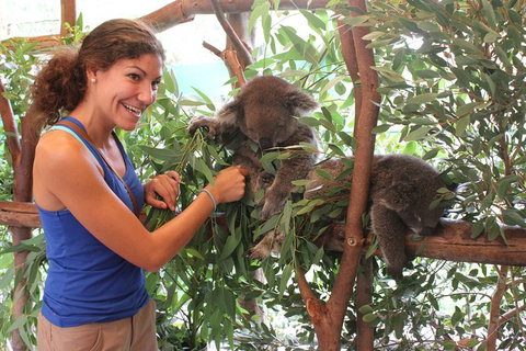 Pinnacles Desert, Koalas And Sandboarding 4WD Day Tour From Perth - Accommodation Burleigh 29