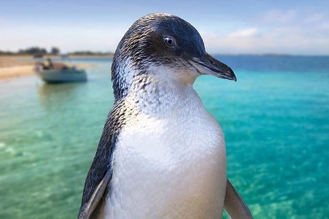 Full-Day Penguin Island & Fremantle Town - Accommodation Burleigh 0
