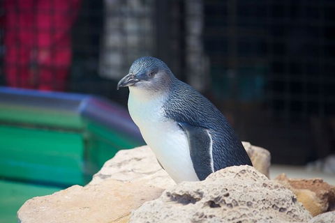 Full-Day Penguin Island & Fremantle Town - Accommodation Burleigh 5
