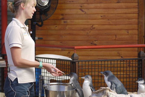 Full-Day Penguin Island & Fremantle Town - Accommodation Burleigh 6