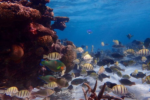 Lagoon Explorer - Ningaloo Reef Full-Day Kayaking And Snorkeling Adventure - Accommodation Burleigh 6