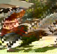 Very Best of Perth Tour - Wildlife Park  City Highlights Tour - Accommodation Burleigh