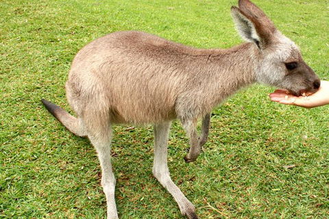 2 Day Exclusively Private Tour Of Phillip Island & The Penguin Parade - Accommodation Burleigh 0