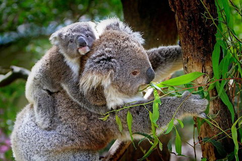 2 Day Exclusively Private Tour Of Phillip Island & The Penguin Parade - Accommodation Burleigh 4