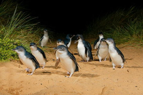 2 Day Exclusively Private Tour Of Phillip Island & The Penguin Parade - Accommodation Burleigh 7