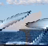 Phillip Island Whale Watching Tour - Accommodation Burleigh