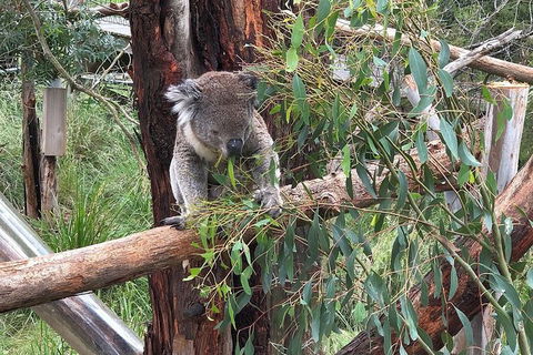 Day Tour Of Phillip Island, The Surrounding Region And Wine Tasting - Accommodation Burleigh 10