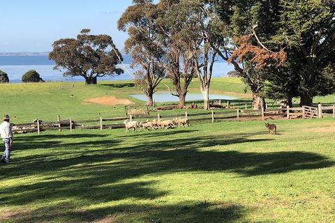Day Tour Of Phillip Island, The Surrounding Region And Wine Tasting - Accommodation Burleigh 13