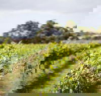 Phillip Island Wine Experience Tour - Accommodation Burleigh