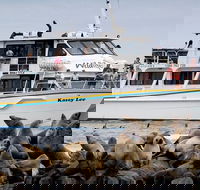 Phillip Island Seal-Watching Cruise - Accommodation Burleigh
