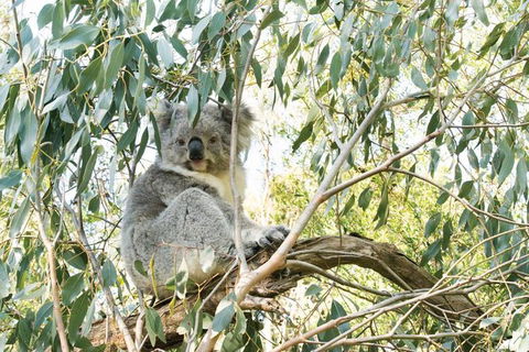 Ultimate Reverse Direction - 12 Apostles, Great Ocean Road - Small Group Tour - Accommodation Burleigh 7