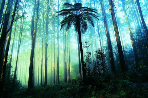 Half Day Puffing Billy Train Journey From Melbourne - Accommodation Burleigh 7